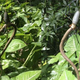 Illustration for article titled This photo of a spider eating a 1.5-foot-long snake will burn into your brain